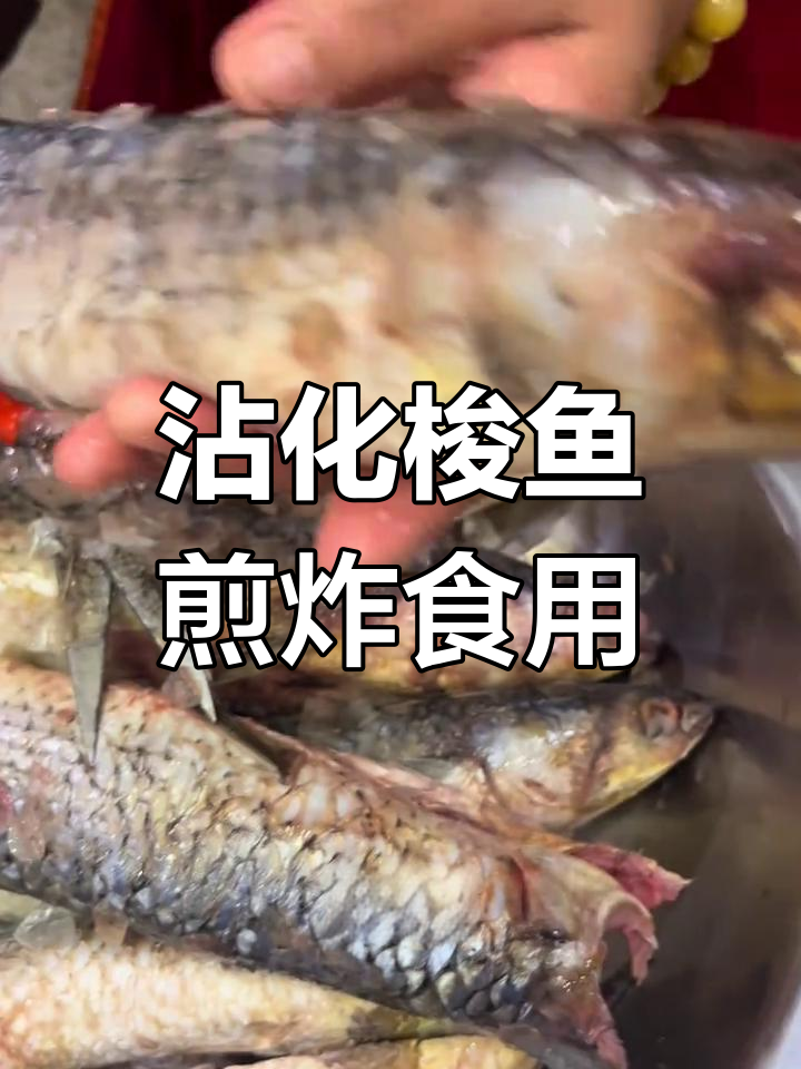 滨州沾化梭鱼,淡水海水混合环境中的美味