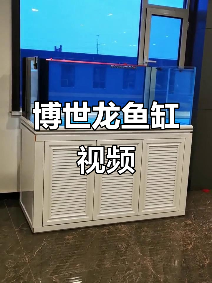 博世龙鱼缸精彩视频,带你领略水族世界的魅力