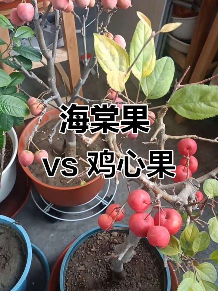 阳台果园大丰收,海棠果与鸡心果口感对比