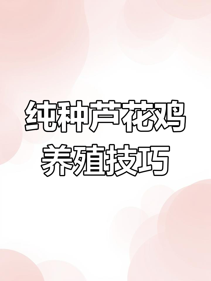广东阳江芦花鸡:五谷杂粮喂养,产蛋量高不高?