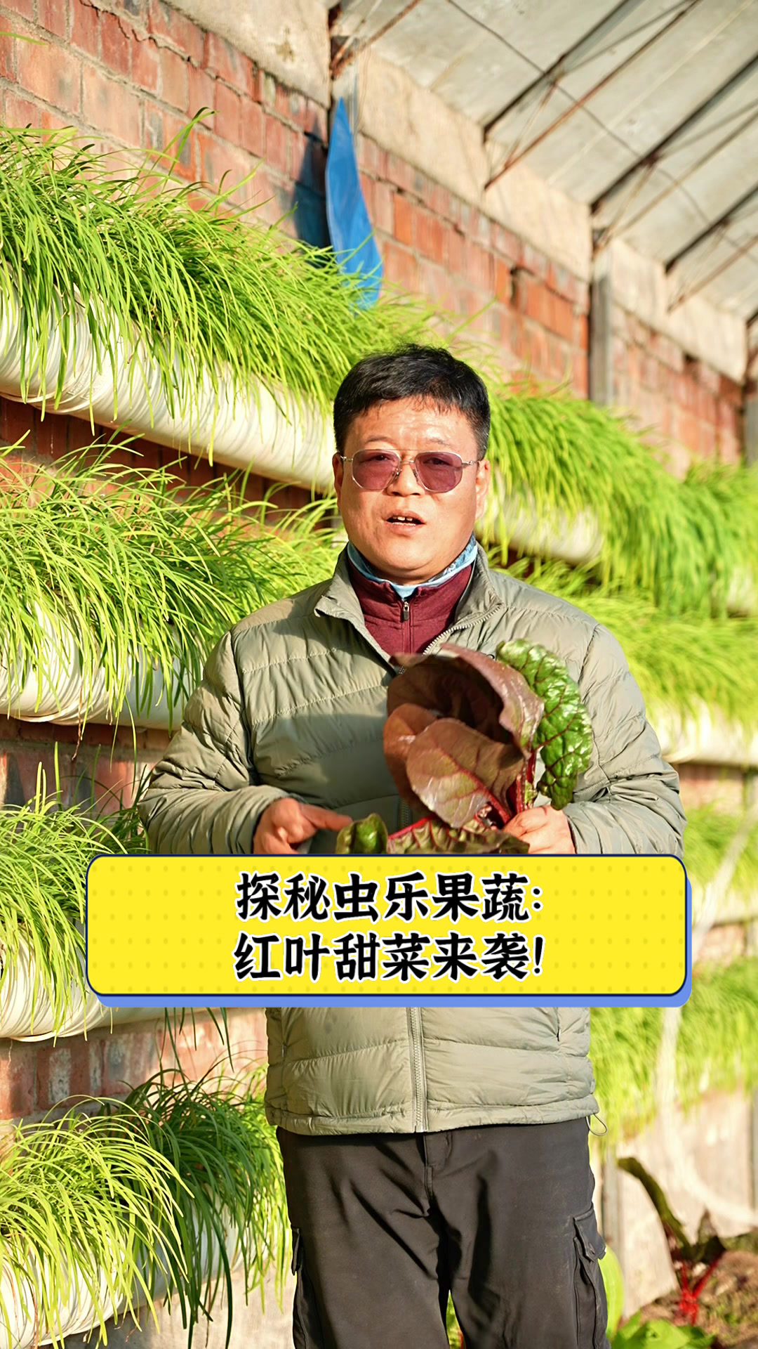 探秘虫乐果蔬：红叶甜菜来袭！