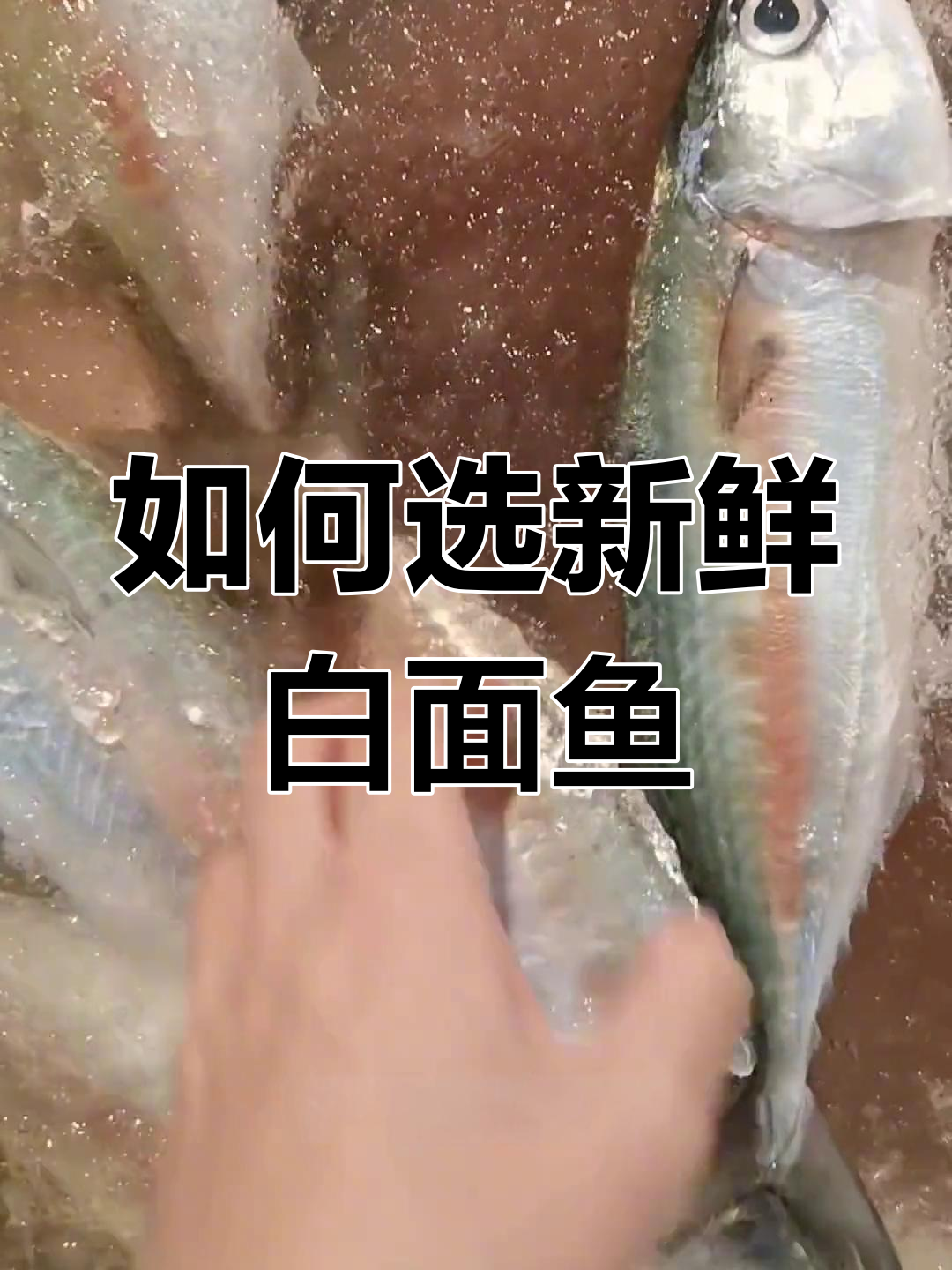 白面鱼鲜度差,如何挑选新鲜白面鱼