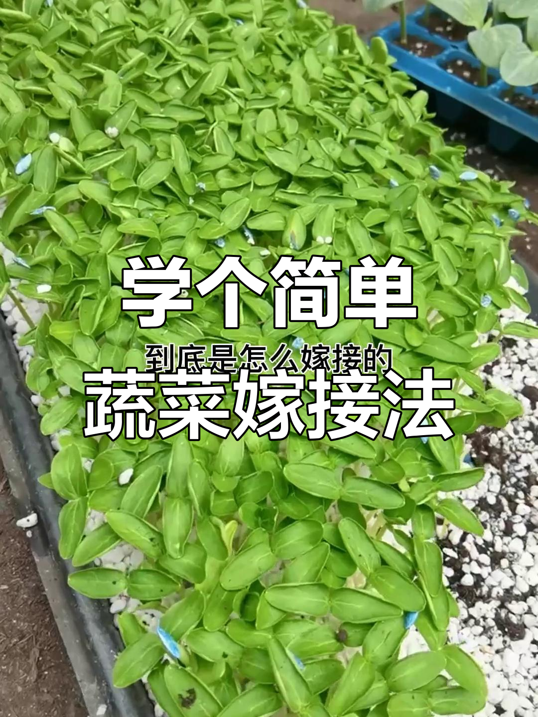 蔬菜嫁接技巧大揭秘,轻松学会黄瓜与南瓜的完美结合