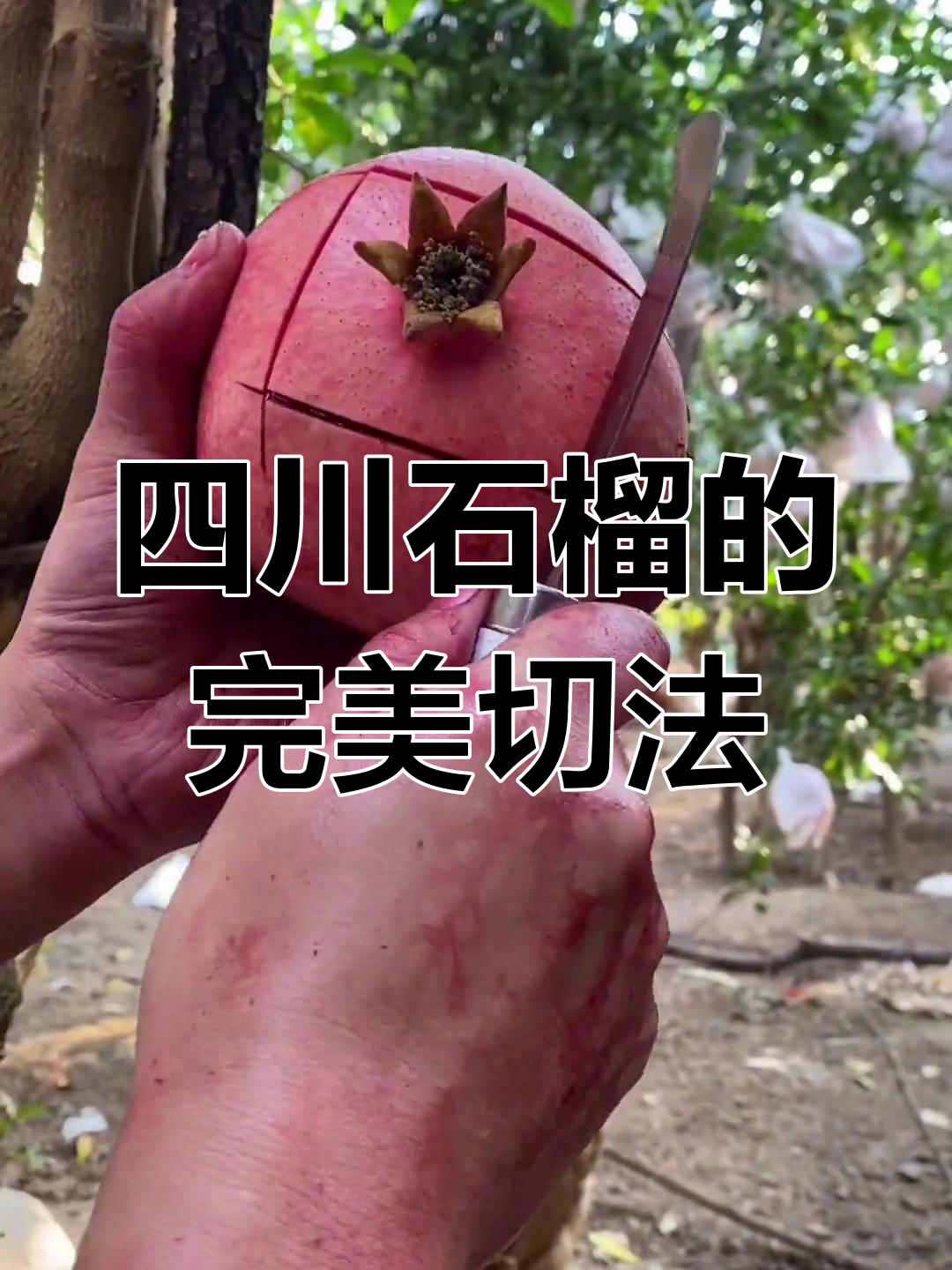 四川石榴甜多汁,切法超简单