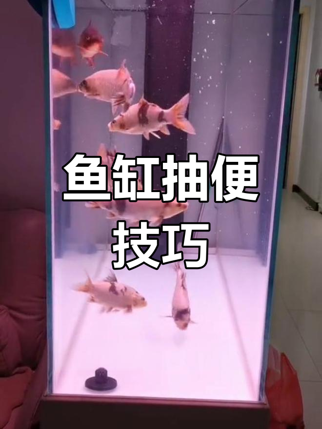 鱼缸抽便困难?可能是水泵或氧气盘位置不对