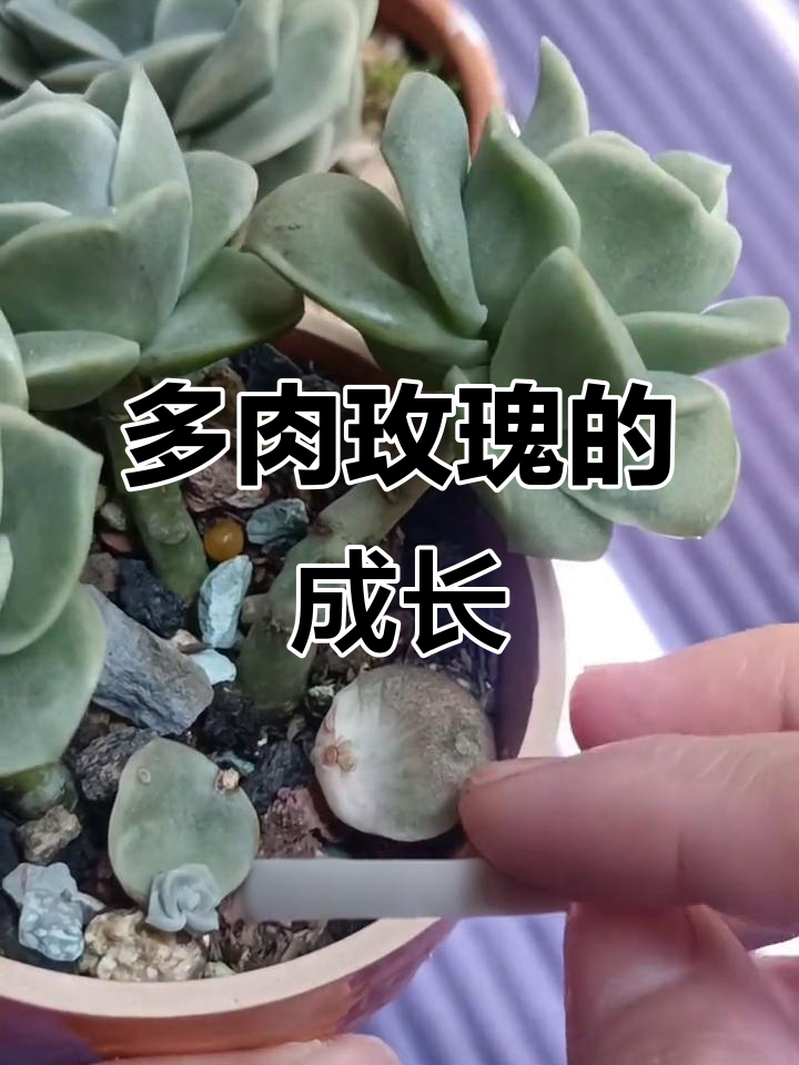 可爱玫瑰多肉植物成长记:从嫩芽到老桩的变化