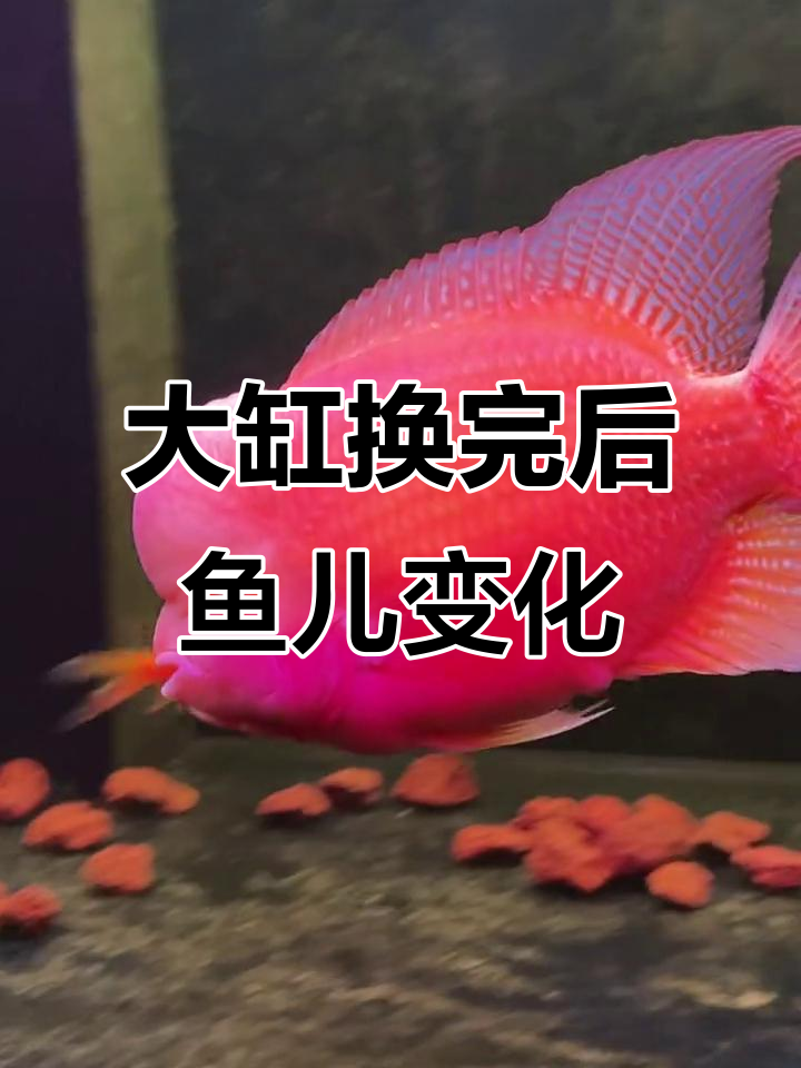换了大缸后,罗汉鱼和红马骝的变化