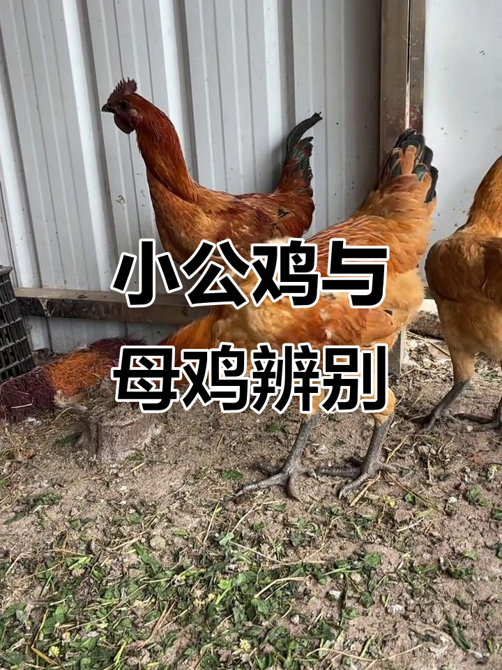 刚到的小公鸡和奶白小鸡,性别难辨!