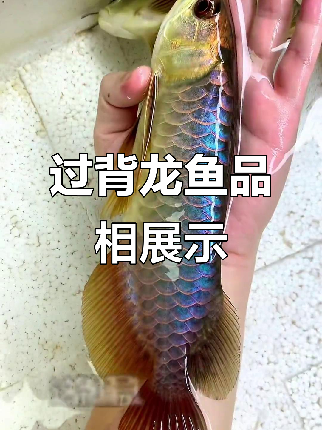 过背龙鱼品相展示
