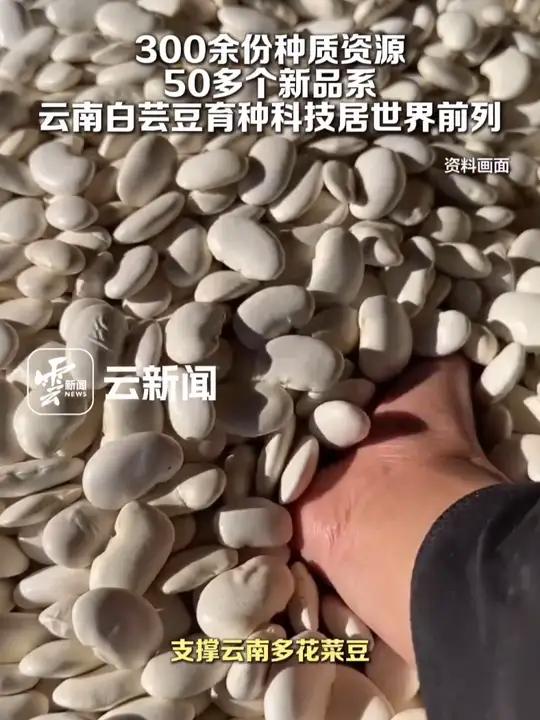云南白芸豆育种科技居世界前列