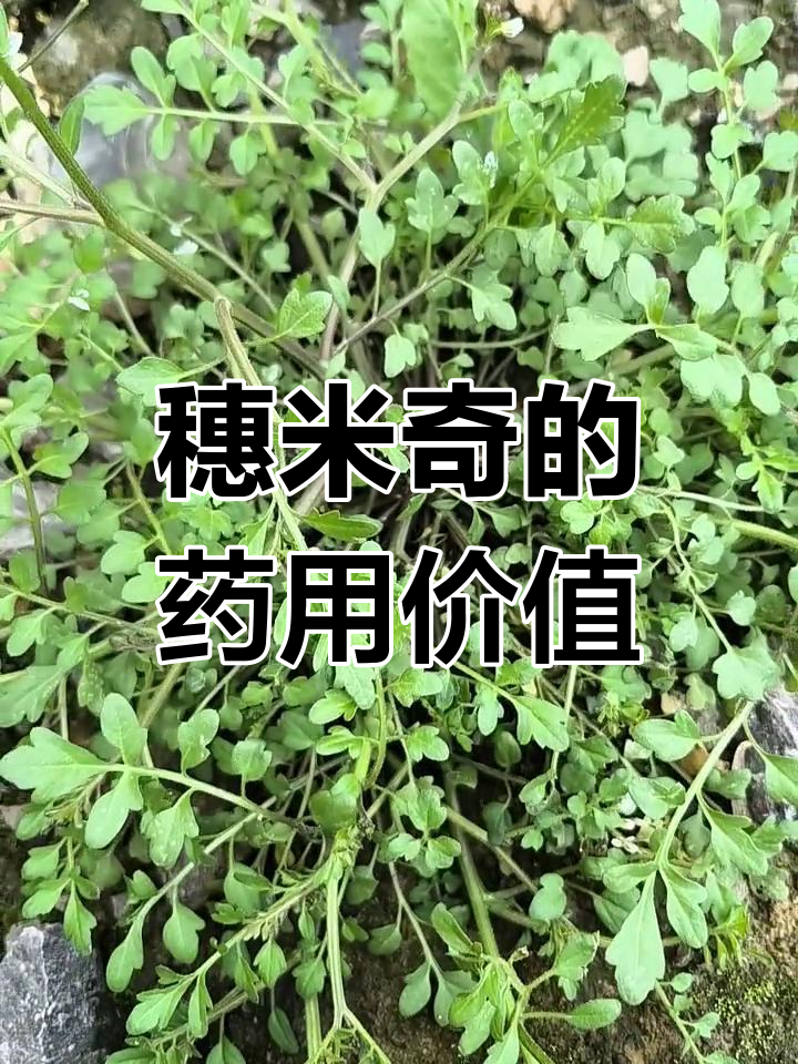 碎米荠:一种美味又药用的野菜,你了解吗?