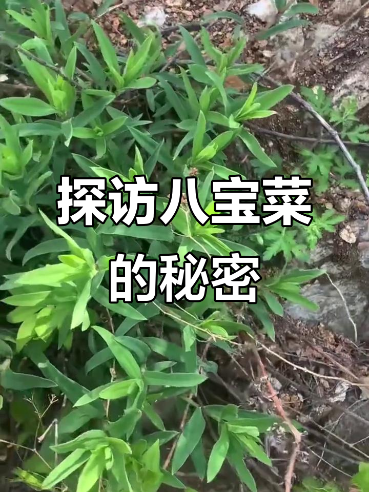 八宝菜大揭秘,爸爸胎都这么大!
