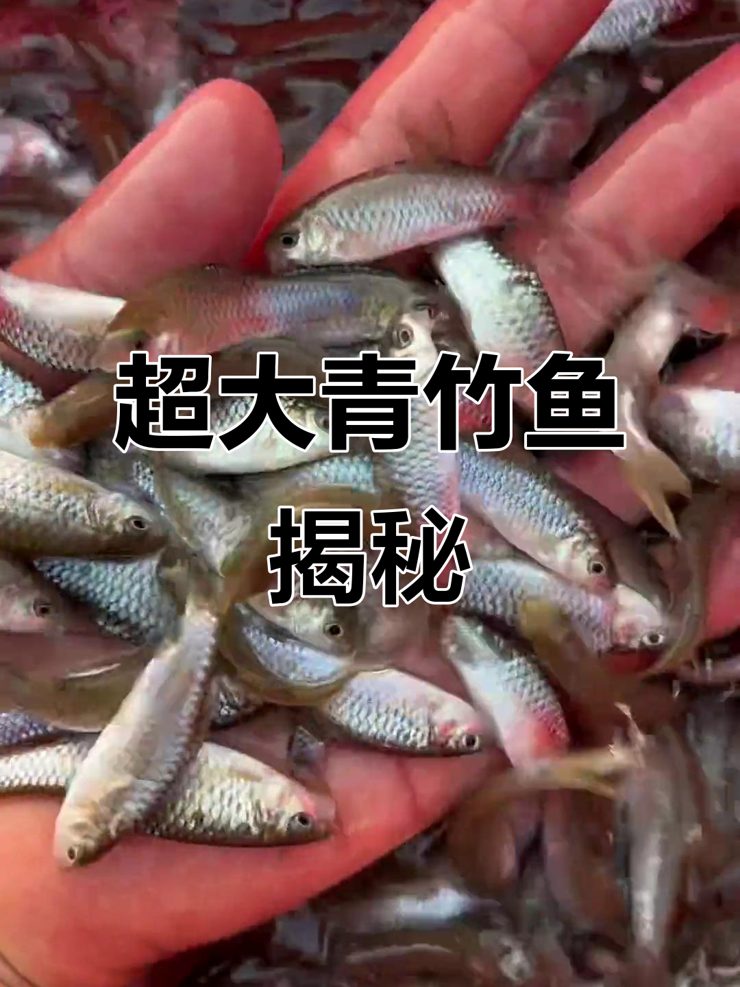 广西青竹鱼:人工培育的巨型河鲜,最大可长到二十斤