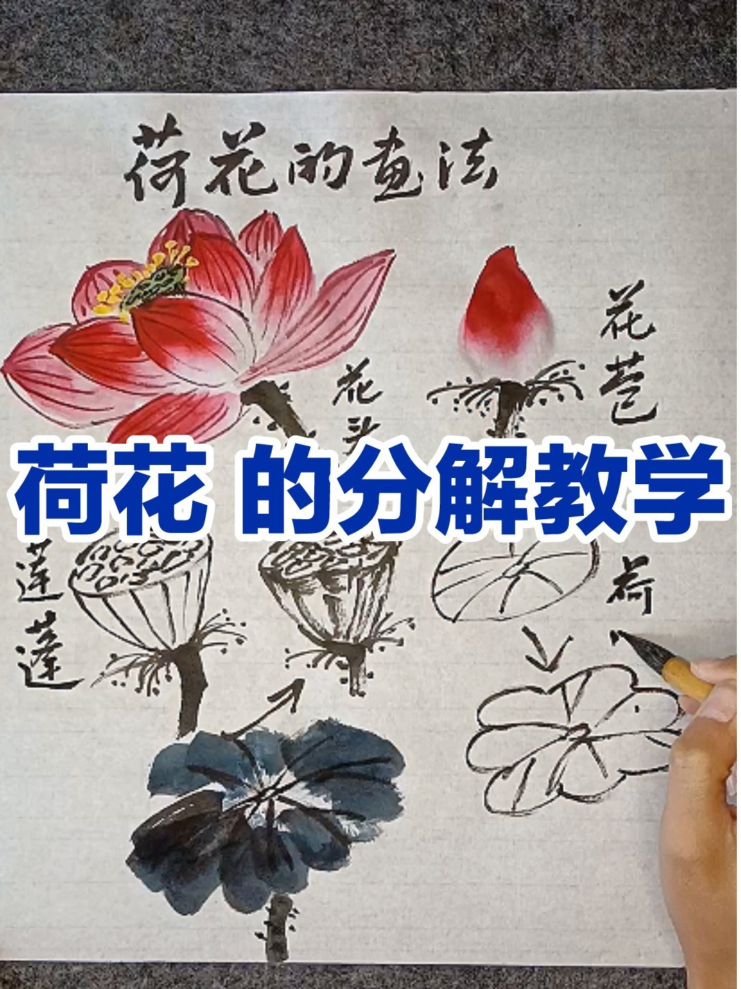 国画荷花的画法,分解教学,零基础学画画