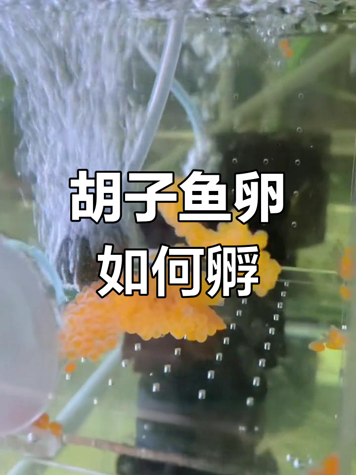 黄金胡子鱼卵孵化全攻略