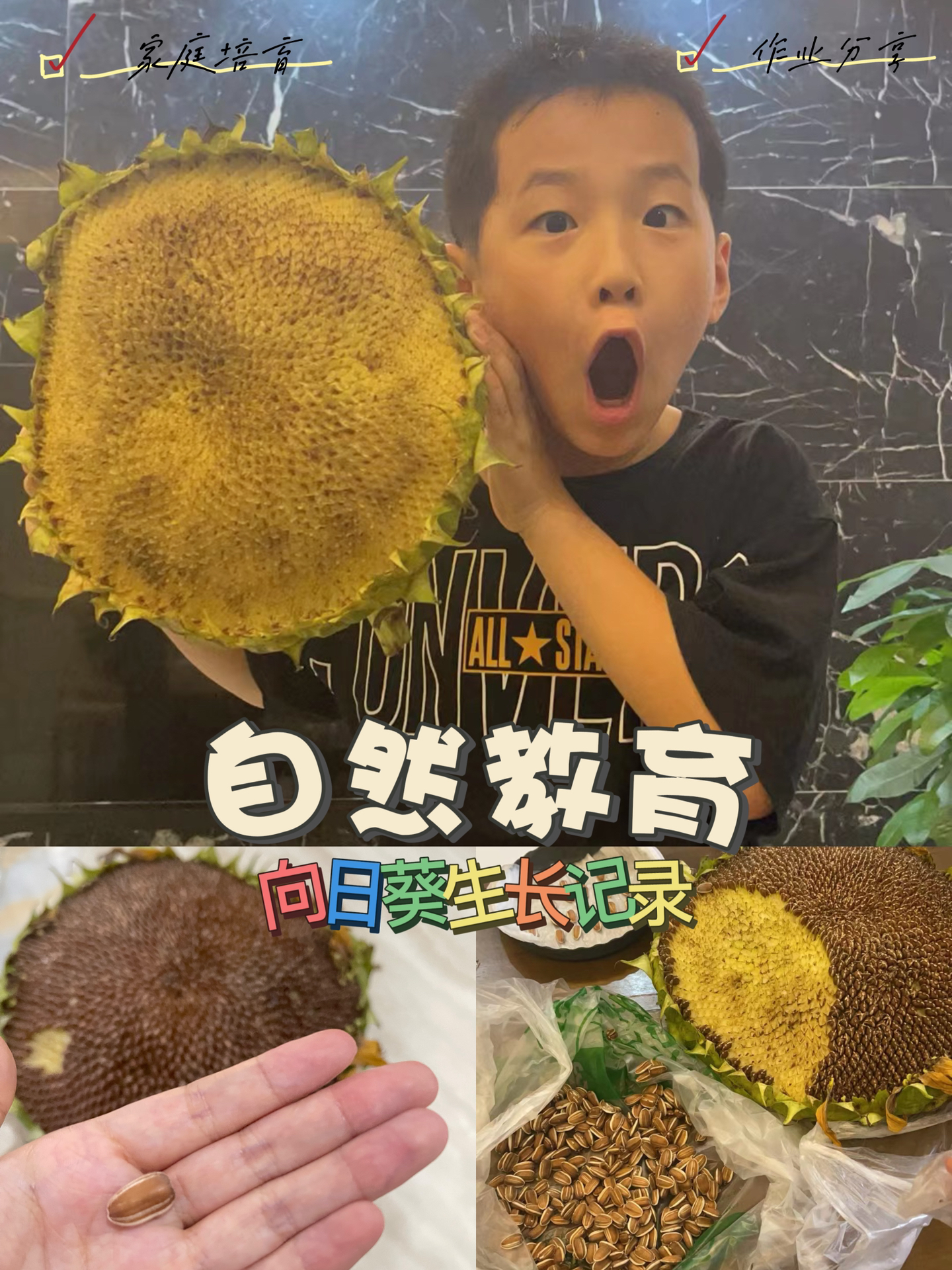 向日葵自然笔记|小学生厉害起来,没大人的事