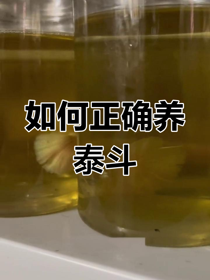 泰国斗鱼饲养误区:温度控制的重要性
