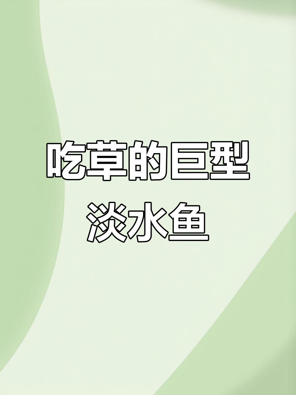 淡水银鳕鱼:吃草长大的巨型鱼类,最大能长30斤