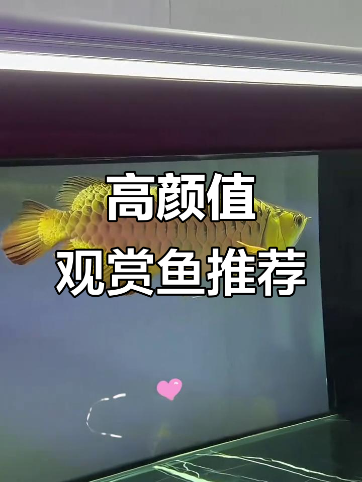 十大颜值担当观赏鱼盘点,龙鱼、黑尾大钩等经典品种揭秘