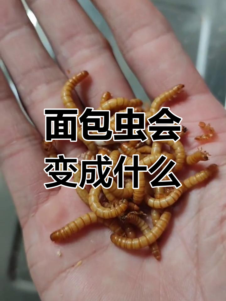 面包虫的蜕变过程