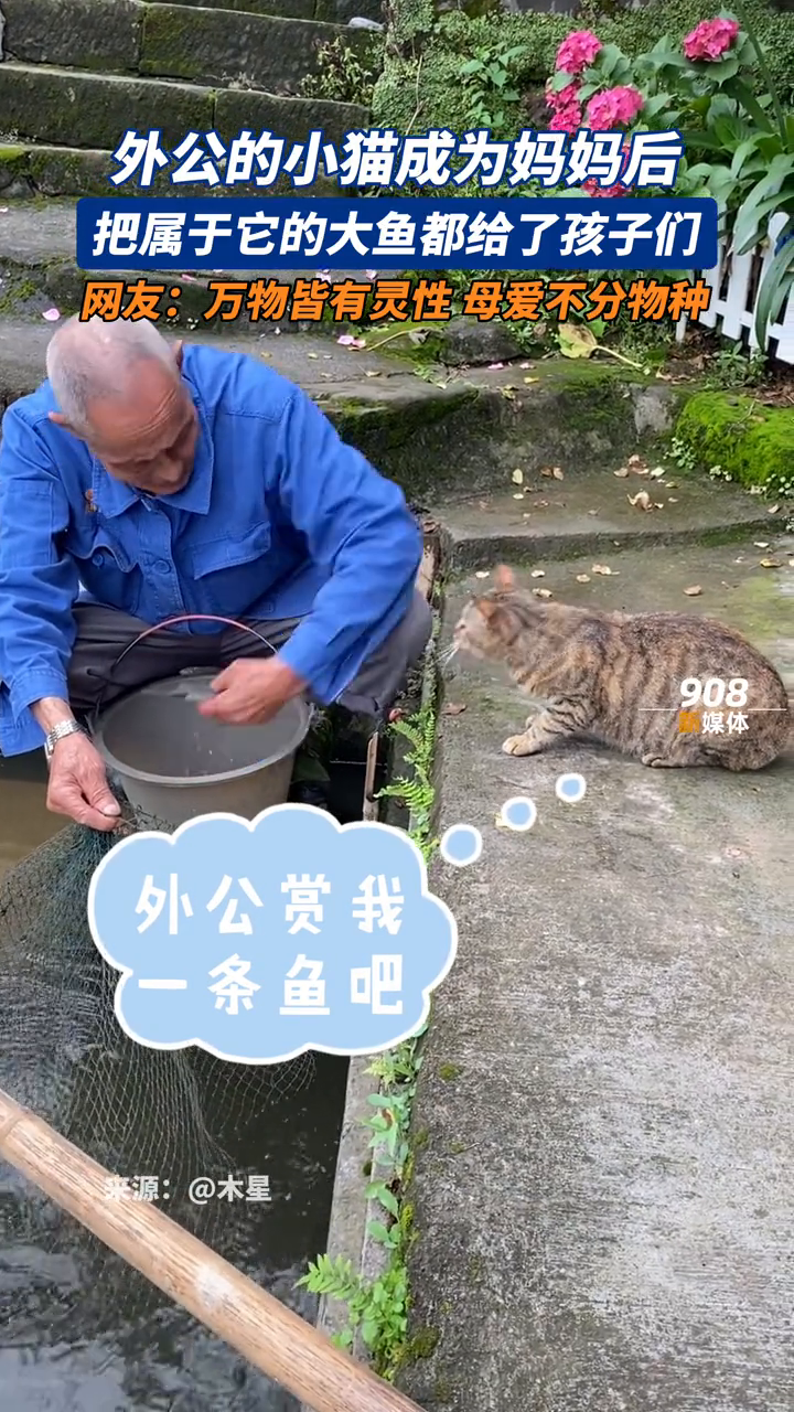 外公的小猫成为妈妈后 把属于它的大鱼都给了孩子们