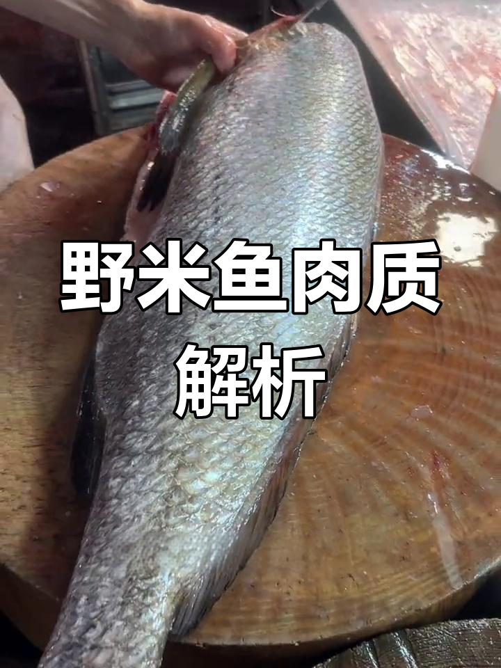 野生赤嘴鳘鱼解剖过程揭秘