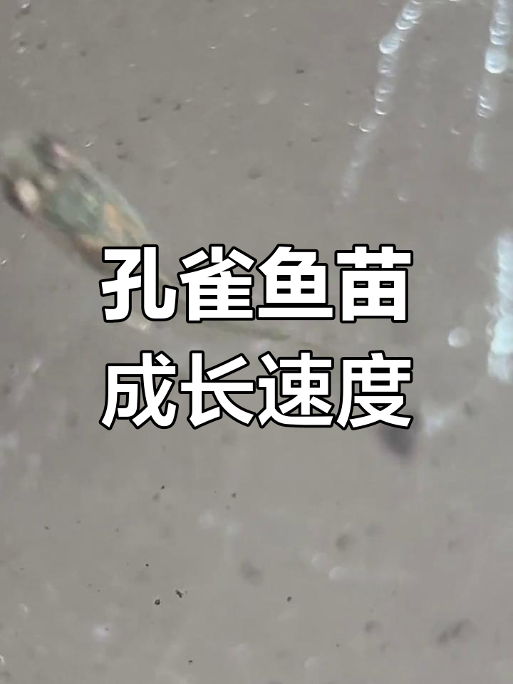 孔雀鱼苗一个月能长多大?从开口到成长期的关键变化