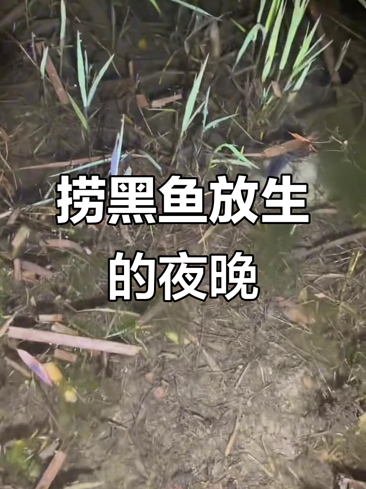 放生小黑鱼,池塘边的小故事