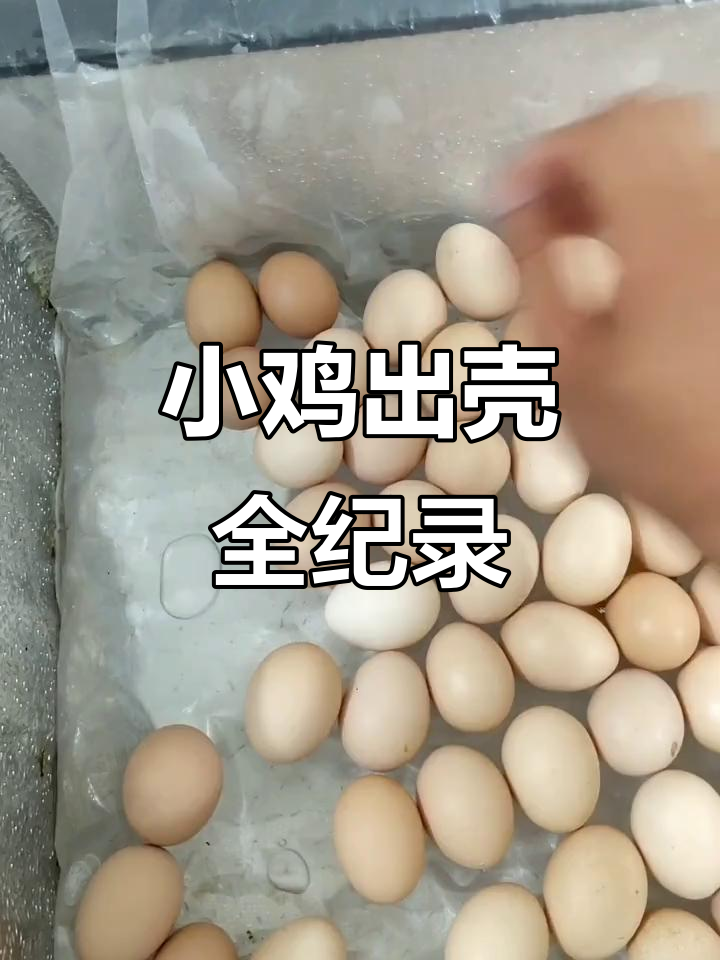 孵化第19天停止翻蛋,21天后小鸡破壳