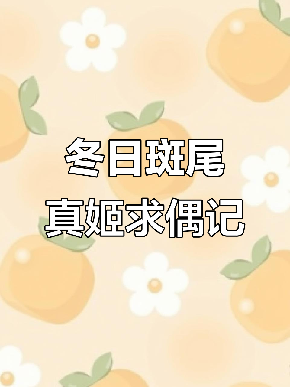 冬季斑尾榛鸡争斗激烈,雄鸟全力吸引雌性伴侣