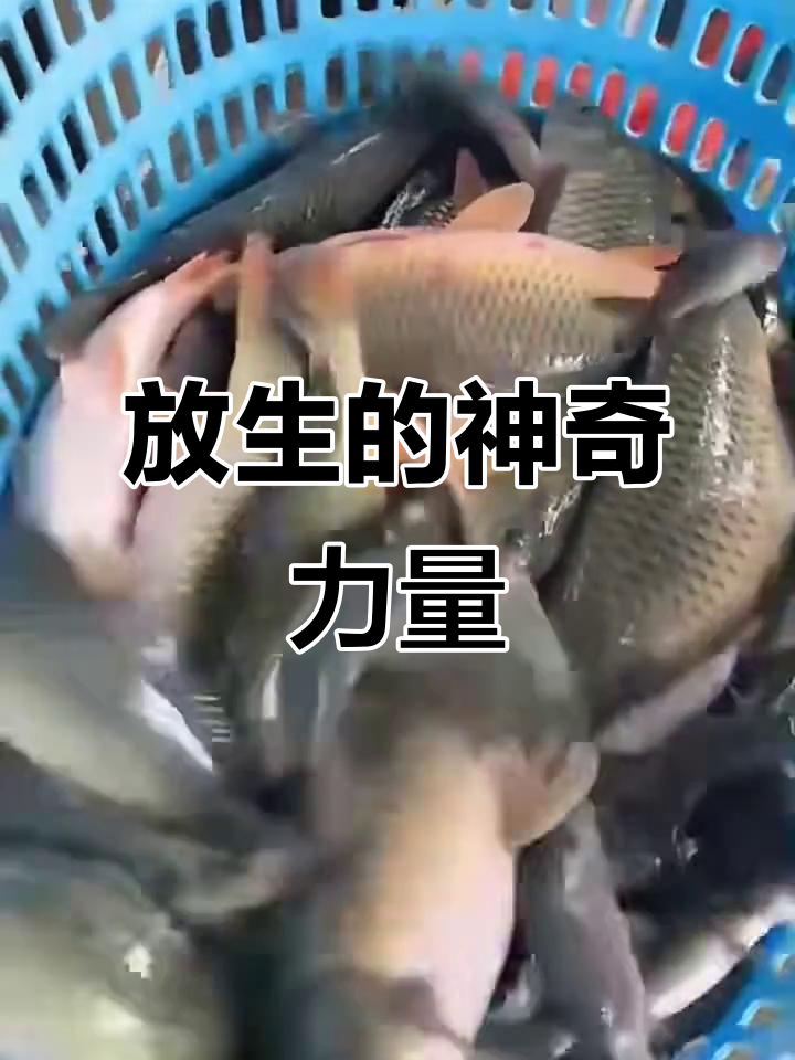 放生甲鱼,改变命运:慈悲与福报的双重收获