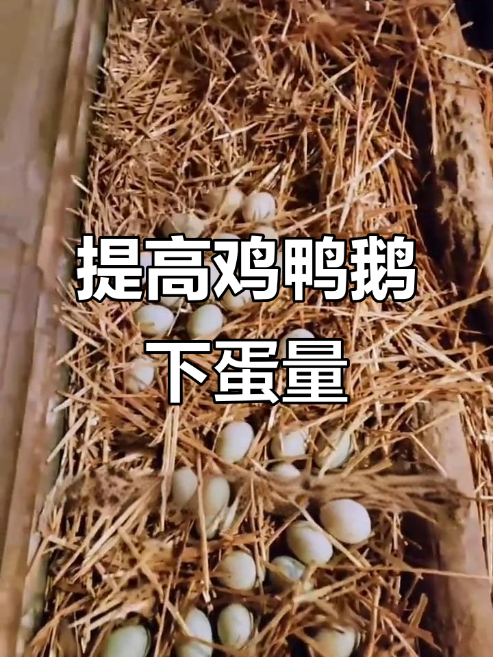 鸡鸭鹅不下蛋?试试这招提高产蛋量,质量也更好
