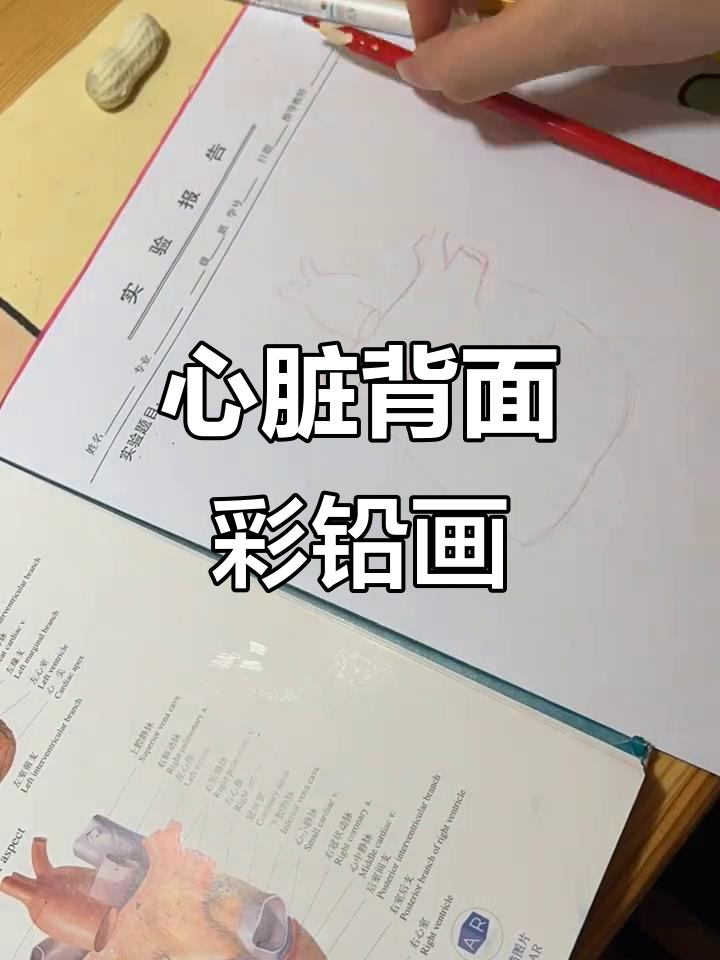 医学生彩铅手绘:心脏背面解剖图