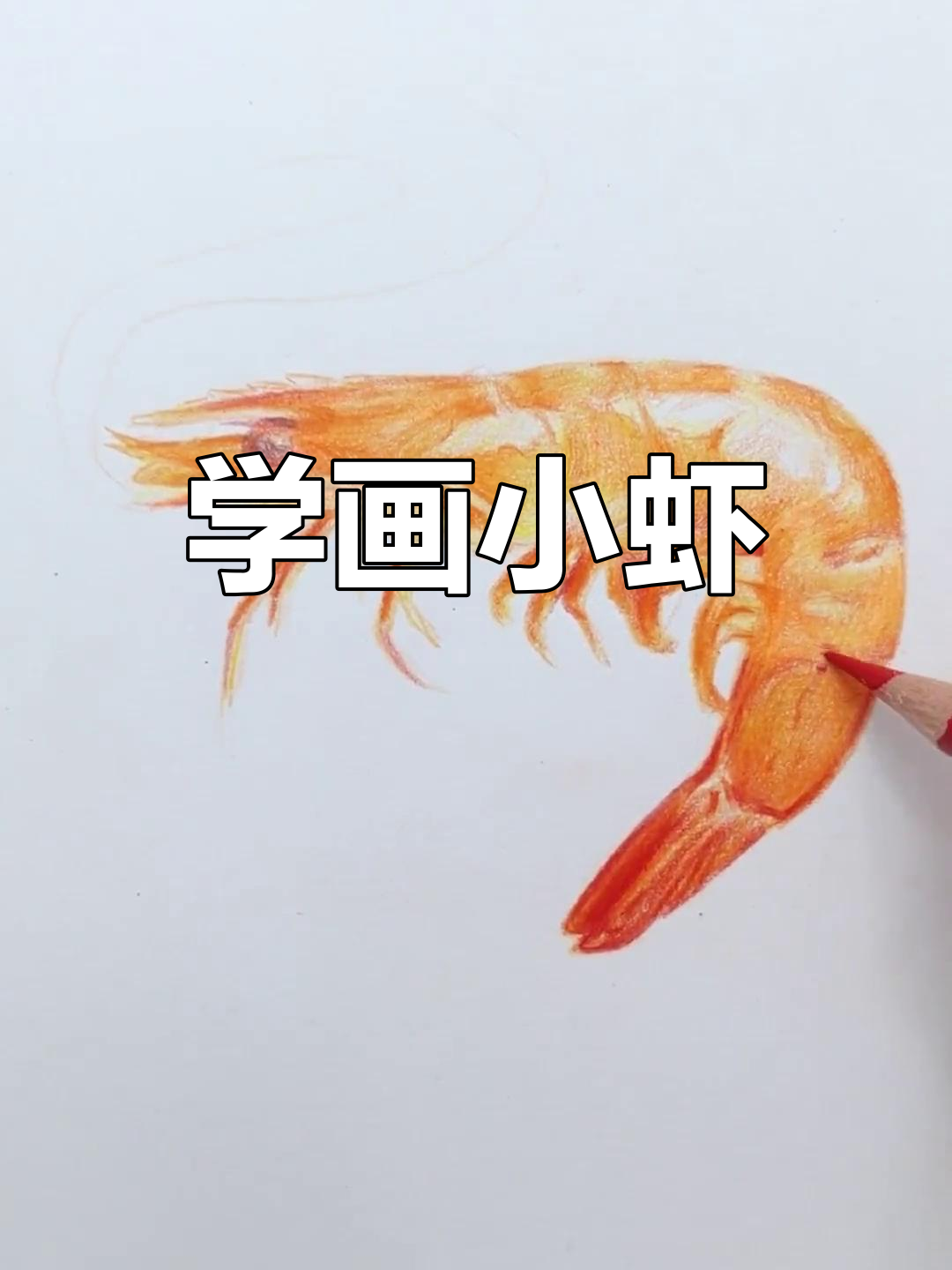 轻松画出美味虾,彩铅教程