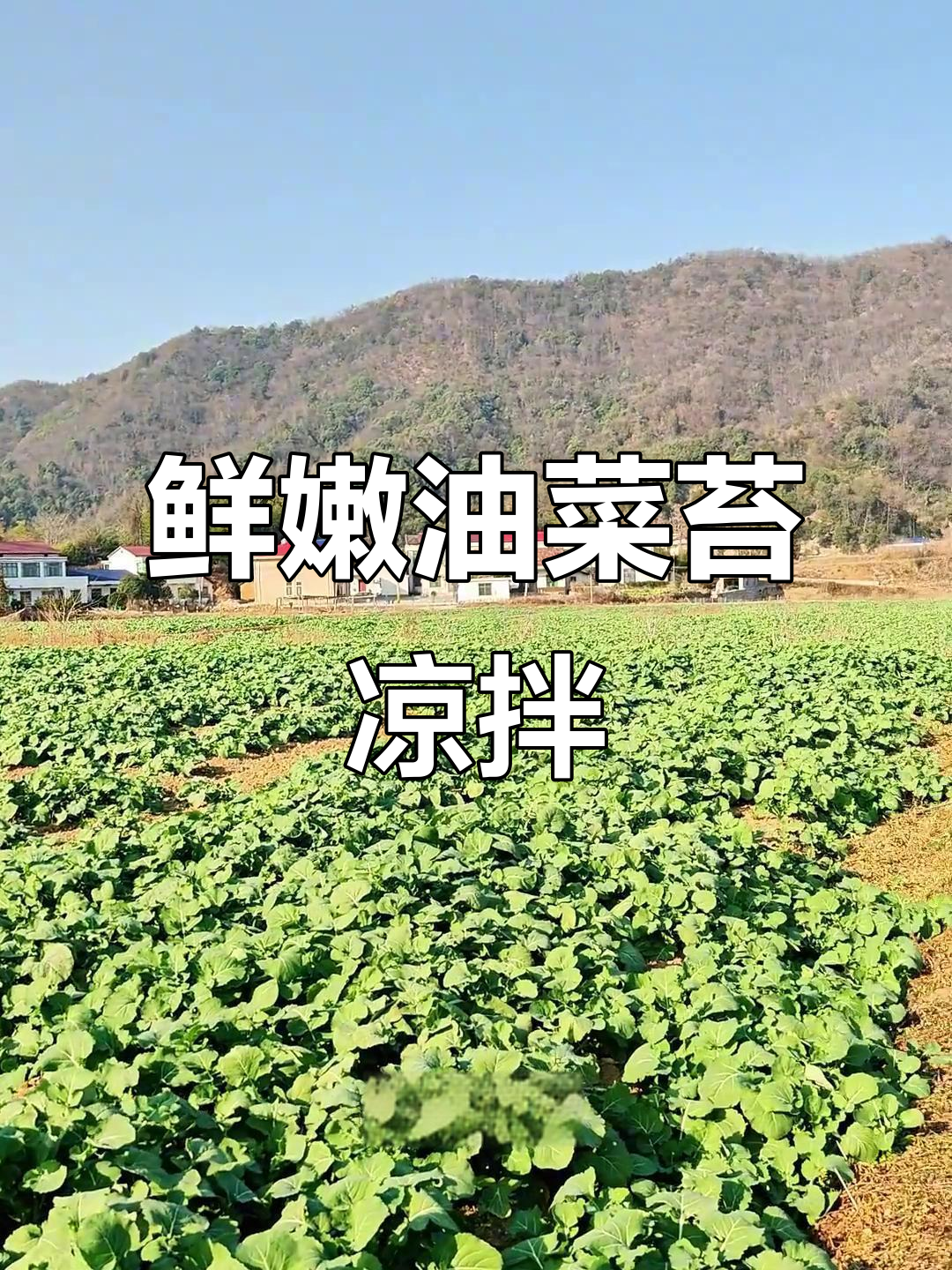 油菜苔新鲜掐,焯水凉拌超美味!