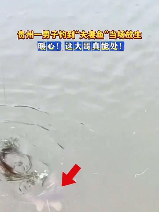 贵州一男子钓到“夫妻鱼”当场放生：暖心！这大哥真能处！来源
