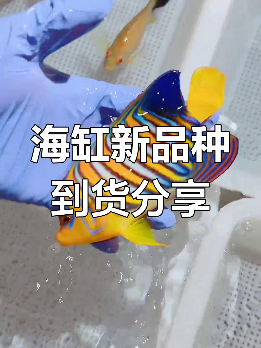 十月二十一日到货海水鱼大揭秘,金刀、蓝嘴等新品来袭