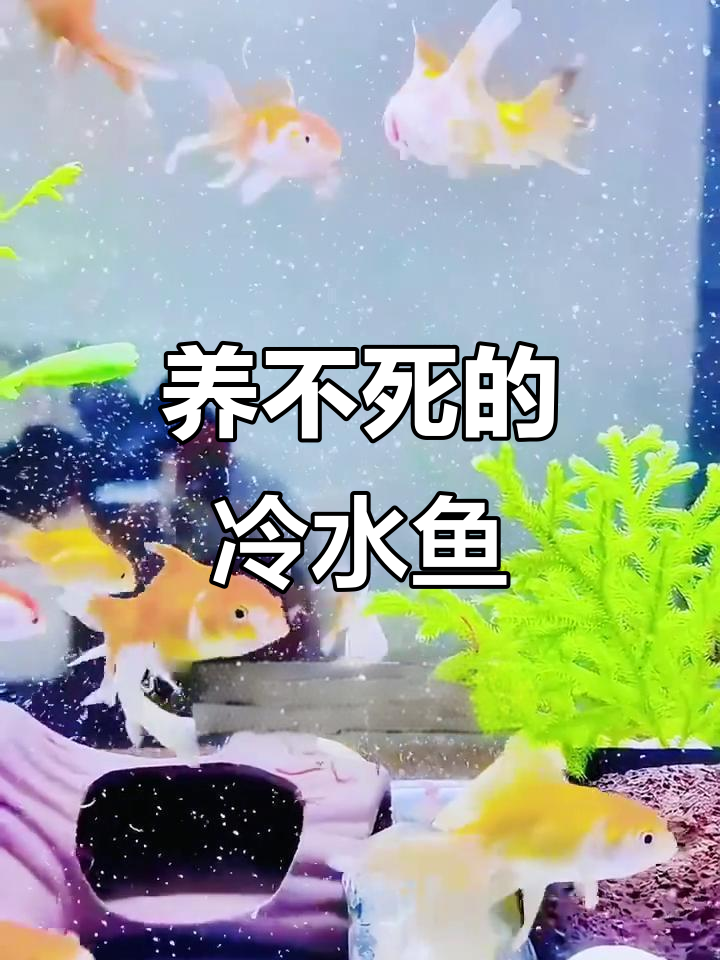 冷水观赏鱼大揭秘：这些品种养不死，超耐造