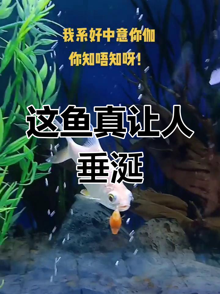 泰国鲫鱼太诱人,忍不住想尝一口