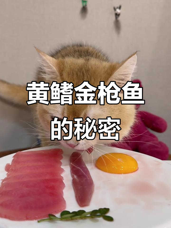 传说中的黄鳍金枪鱼,尊上品尝超猛药