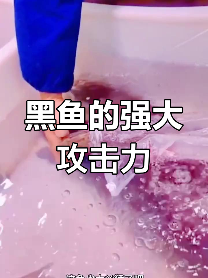 黑鱼凶猛咬人,工作人员小心翼翼处理