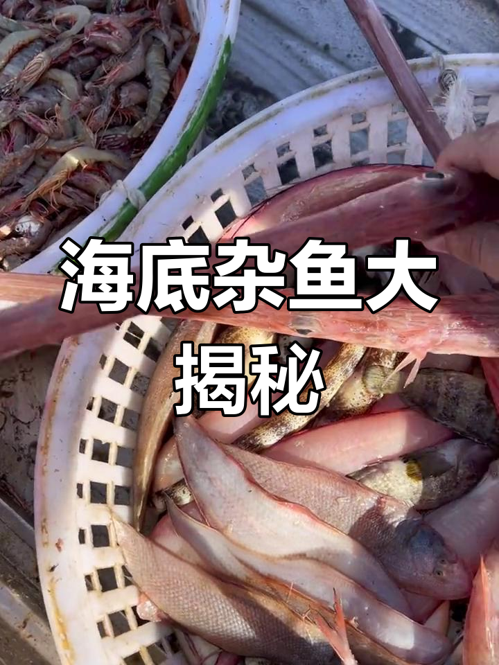 红色烟管鱼与各种海鲜初识