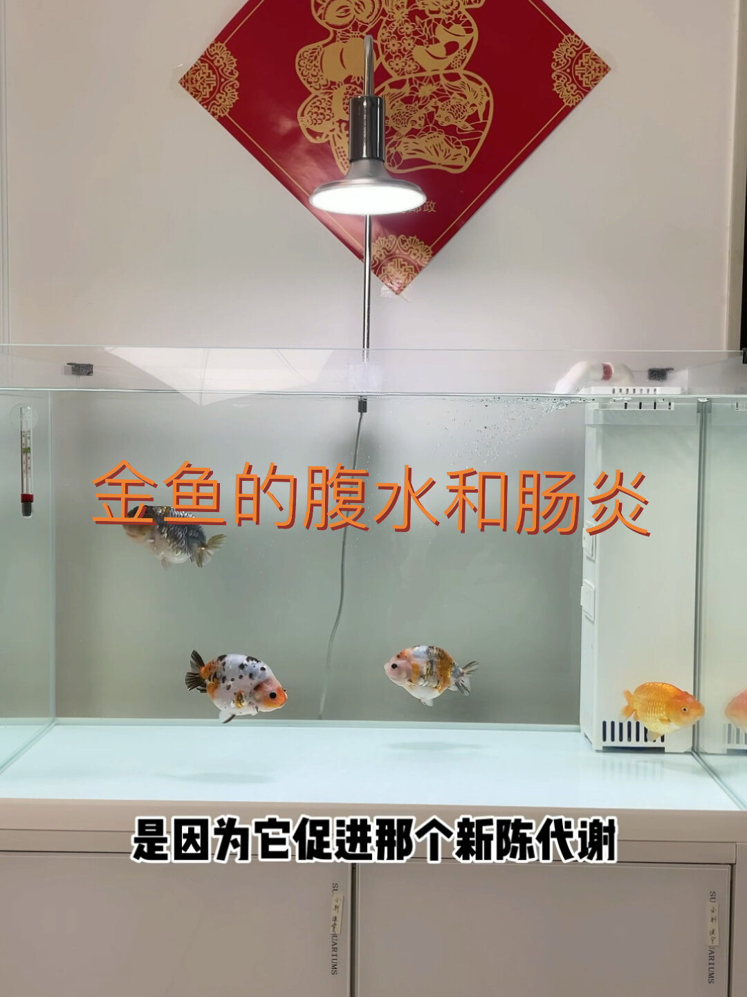 金鱼腹水肠炎