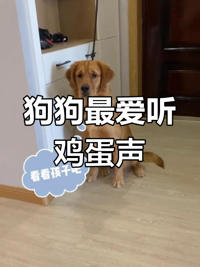 狗子听到磕鸡蛋的声音,简直是最美妙的音乐!