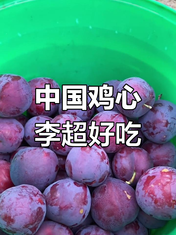 国产鸡心李比进口更好吃,果肉甜美多汁