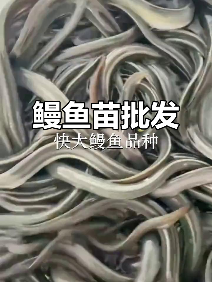 优质鳗鱼苗供应,深圳各区均有批发点