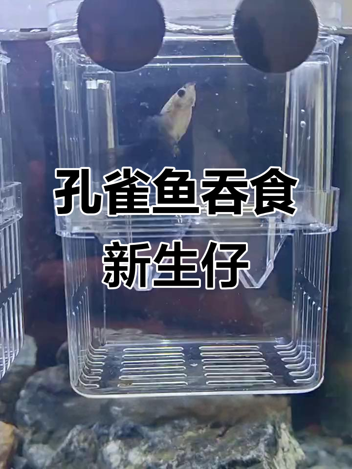 孔雀鱼生小鱼,竟然边生边吃?