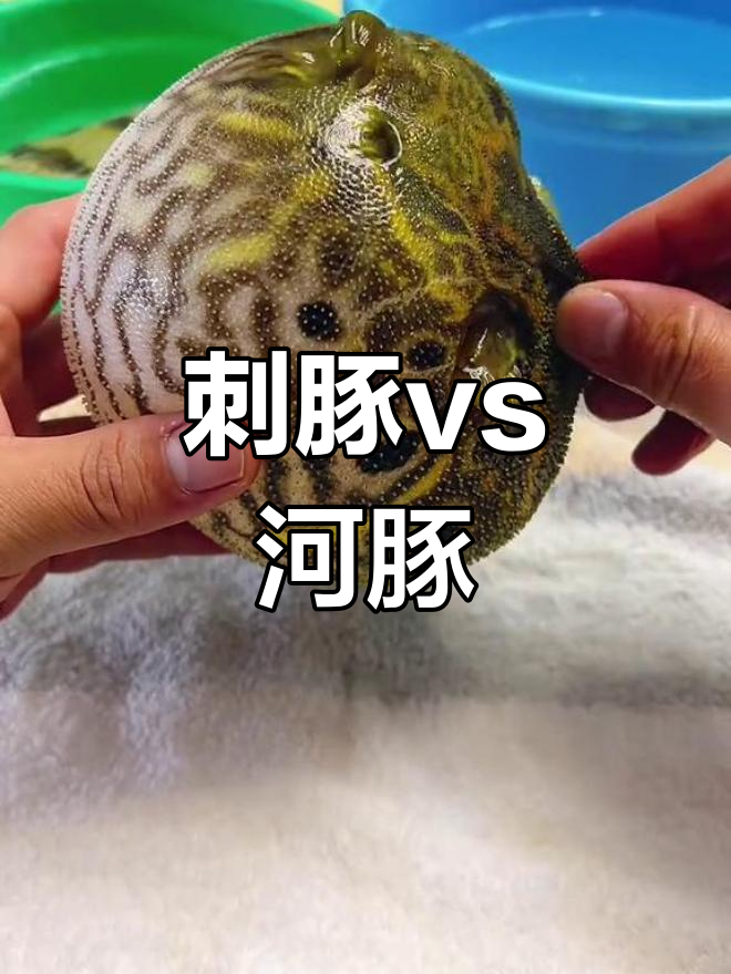 刺豚与河豚的对比实验
