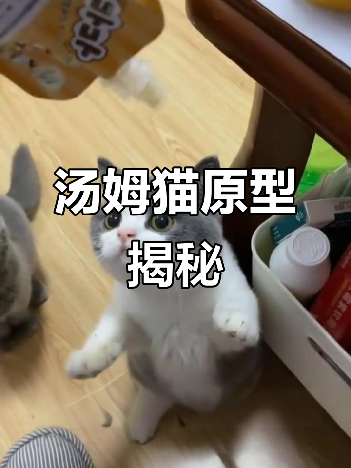 汤姆猫的原型揭秘:蓝白英短猫咪迷惑行为大赏