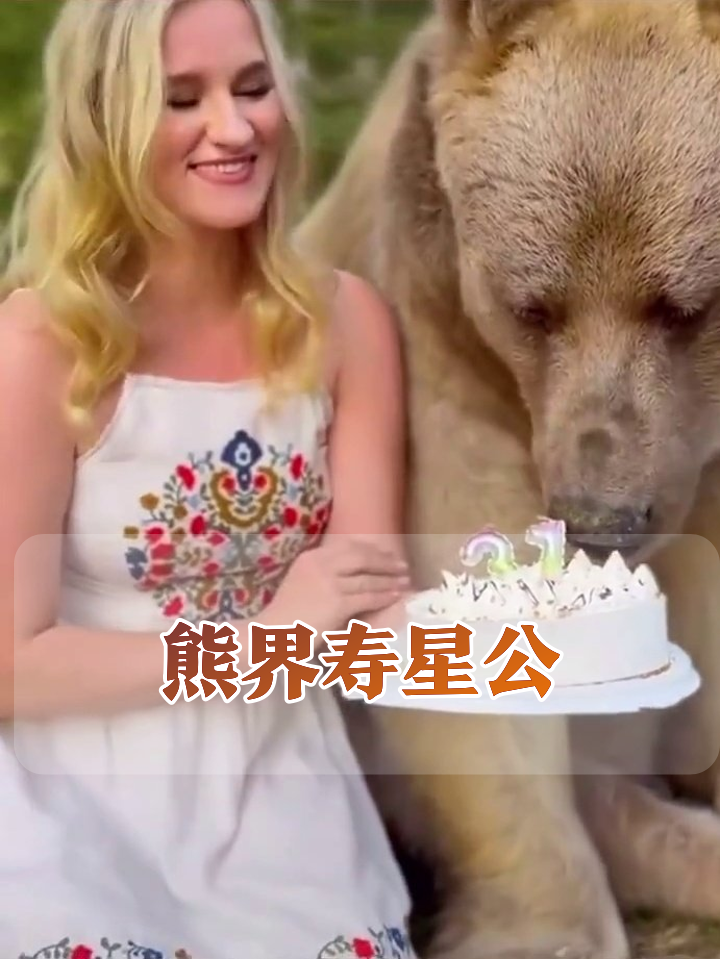 两米棕熊淡定吃生日蛋糕，小姐姐在旁淡定投喂，网友：这熊成精了